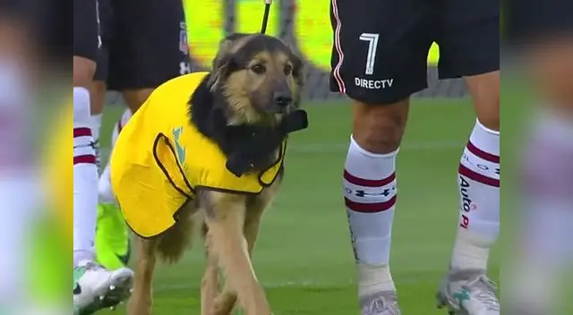 Colo Colo promueve campaña de adopción de mascotas