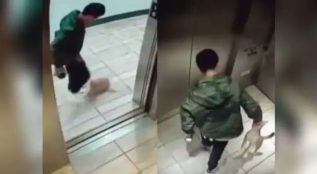 Terrible caso de maltrato animal fue registrado por cámaras de seguridad Terrible caso de maltrato animal fue registrado por cámaras de seguridad