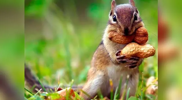 Ardilla arremetió contra los ciudadanos por quitarle su nuez Ardilla arremetió contra los ciudadanos por quitarle su nuez