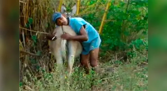 Hombre sentía atracción por su burro y fue denunciado por maltrato animal Hombre sentía atracción por su burro y fue denunciado por maltrato animal