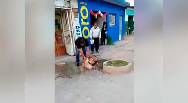 Pitbull atacó a perrito de la calle de Ayacucho y lo mató Pitbull atacó a perrito de la calle de Ayacucho y lo mató