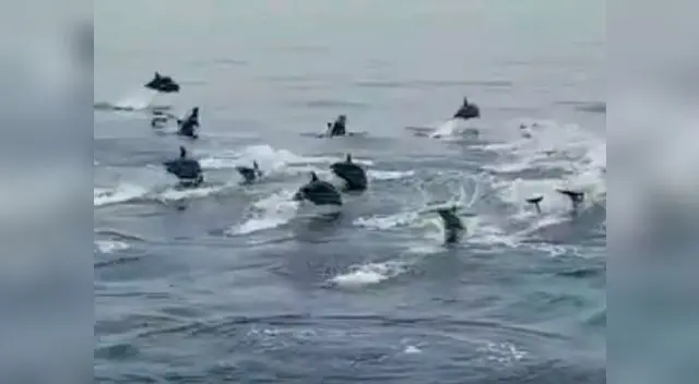 Manada de delfines dio increíble espectáculo Manada de delfines dio increíble espectáculo