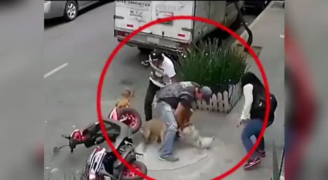 Un nuevo caso de ataque de pitbull se registró en las redes