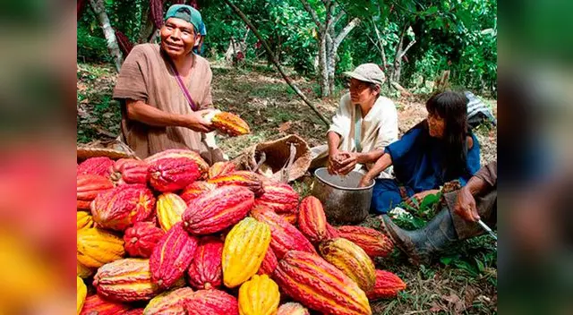 Cultivos de cacao se beneficiarían con reglamento del Minagri