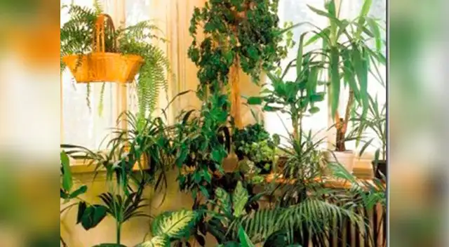 Plantas ecológicas