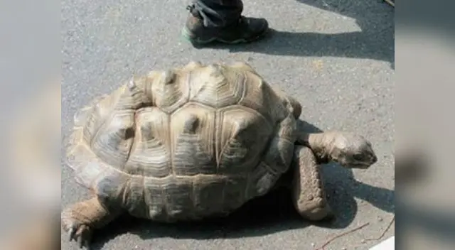Tortuga gigante logra escapar de un zoológico japonés pero fracasa en su huida