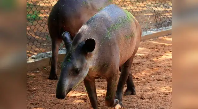 Venezolanos desesperados por falta de alimentos Venezolanos desesperados por falta de alimentos