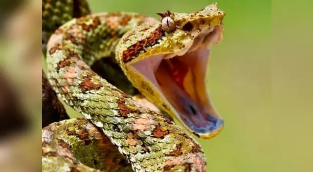 Hombre sufre la mordedura de una serpiente y sucede lo peor