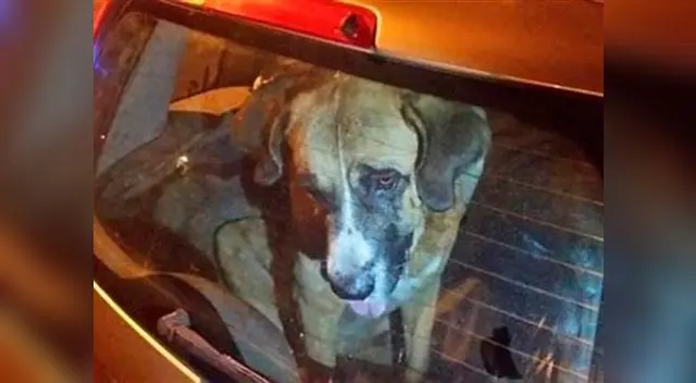 Canes no soportaron los más 40 grados centígrado de temperatura Canes no soportaron los más 40 grados centígrado de temperatura