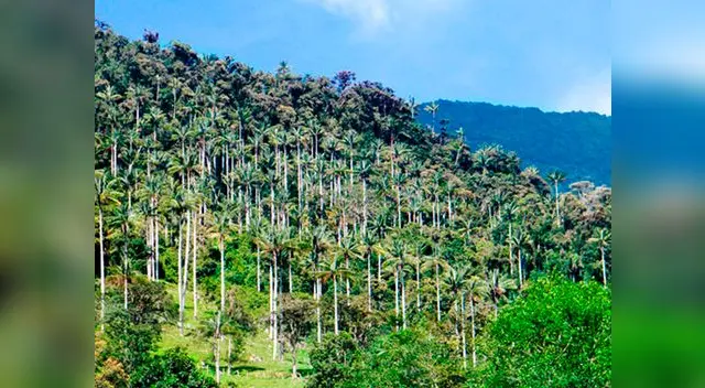 Es una de las primeras áreas naturales protegida por el Estado peruano