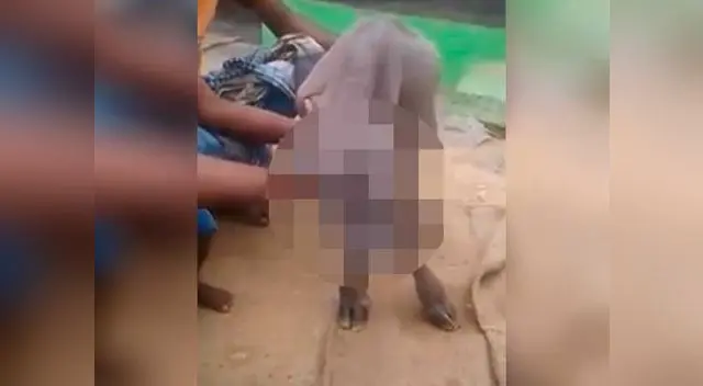 Cabra asombra al mundo por su parecido humano Cabra asombra al mundo por su parecido humano