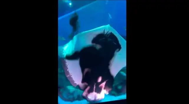 Raya se come a calamar gigante en Japón Raya se come a calamar gigante en Japón