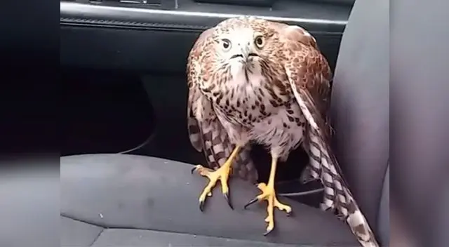 El halcón buscaba protegerse del paso del huracán