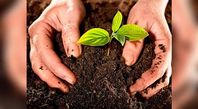 Las plantas absorben los nutrientes del compostaje