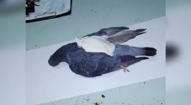 Murió narcopaloma Murió narcopaloma