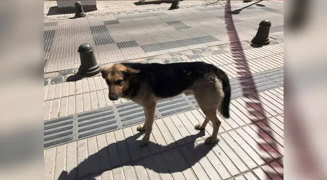 Este perrito se hizo viral por robar una empanada
