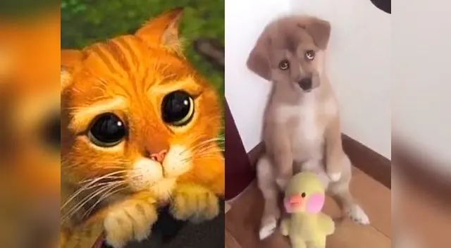 Este can ya tiene más de 10 millones de vistas