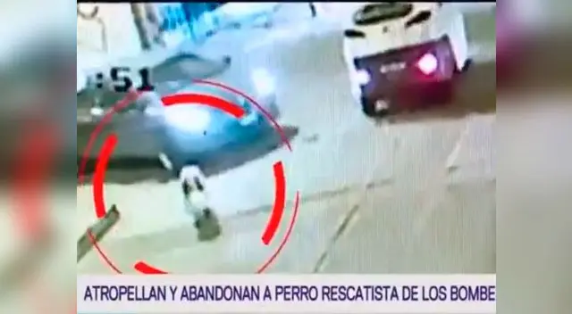 El perrito andaba rumbo a su vivienda cuando fue atropellado. El perrito andaba rumbo a su vivienda cuando fue atropellado.