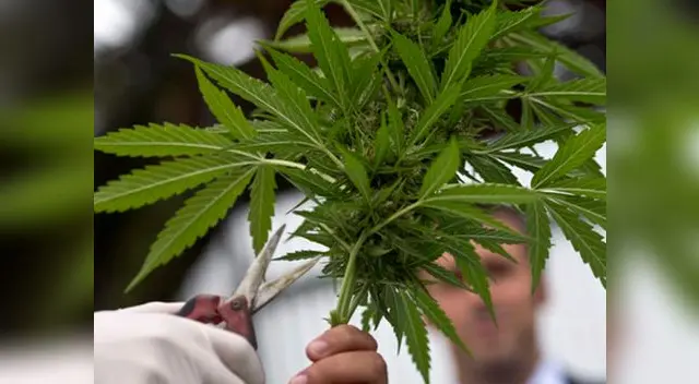 Congreso estaría apunto de aprobar el uso medicinal de la marihuana Congreso estaría apunto de aprobar el uso medicinal de la marihuana