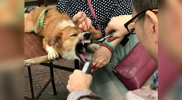 Desalmado veterinario no tenía piedad de los perros