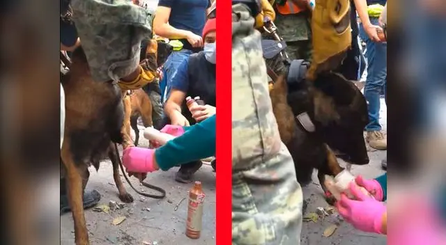 Perrita tuvo que ser socorrida en el momento Perrita tuvo que ser socorrida en el momento