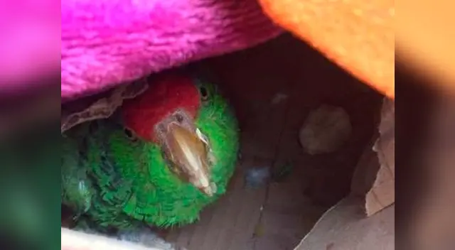 El perico gritaba para que lo salven El perico gritaba para que lo salven