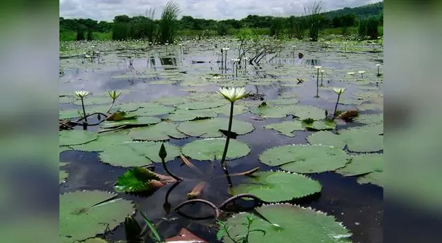 ¿Cuál es la importancia de los humedales? 