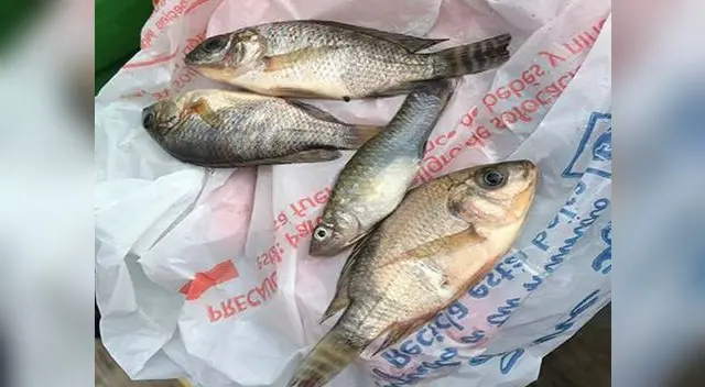 Los peces caían y la gente no podía creerlo Los peces caían y la gente no podía creerlo
