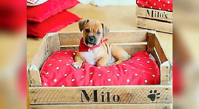 Recuerda que la cama es para mascotas pequeñas.