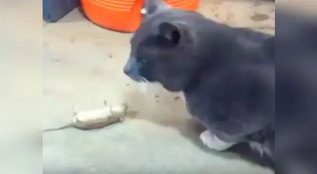 Ratón engañó al felino Ratón engañó al felino