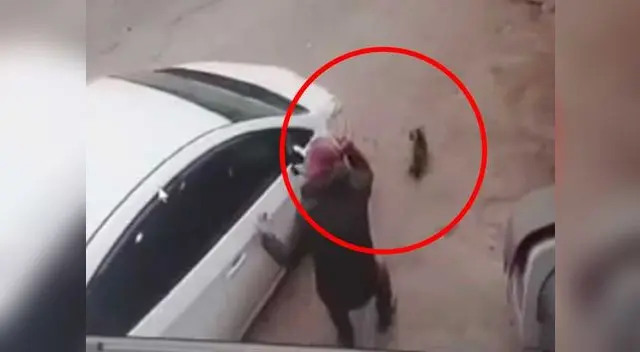 Una mujer atropella a un pequeño perro ante la vista de su dueño Una mujer atropella a un pequeño perro ante la vista de su dueño