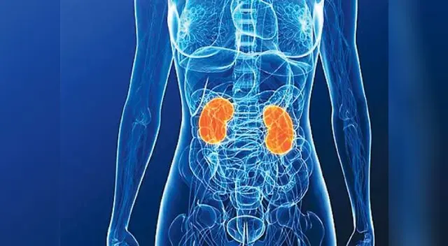 Los riñones en el cuerpo huamno