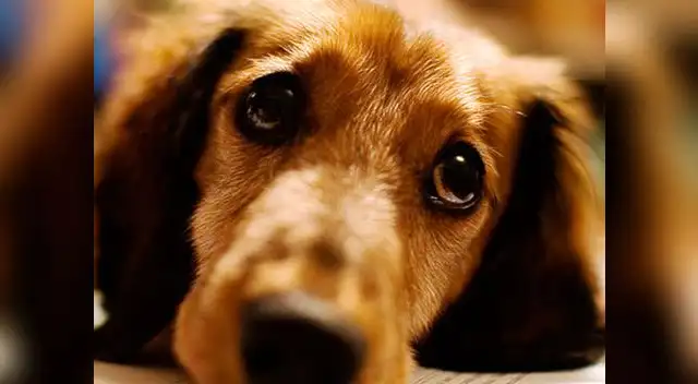 Conoce qué hacer con tu mascota