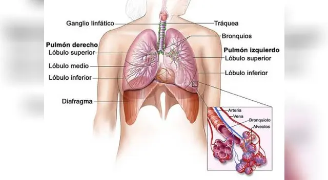 Los pulmones Los pulmones