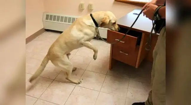 Perrita prefería jugar que olfatear las bombas