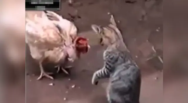 Gallina y gato se enfrentan en una épica batalla con un inesperado final Gallina y gato se enfrentan en una épica batalla con un inesperado final