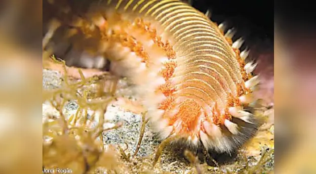 Hasta ahora se han contabilizado más de 16,700 especies de anélidos que incluyen a los gusanos marinos poliquetos