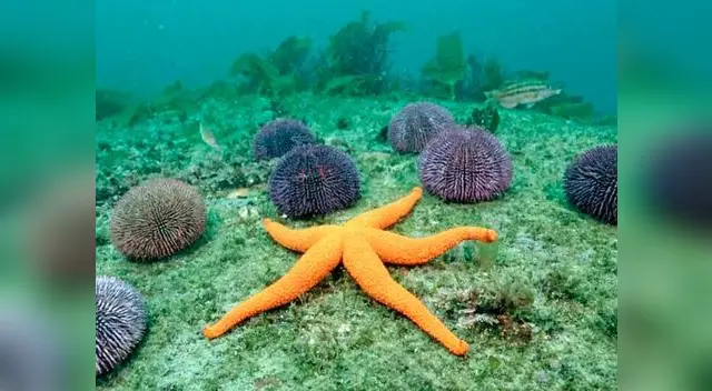 Los equinodermos Los equinodermos