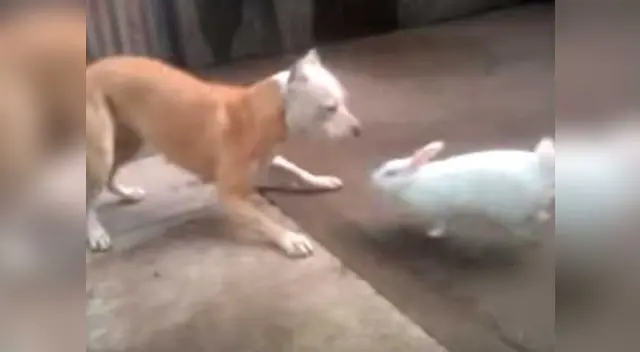 Conejo se enfrenta a un pitbull y el final es sorprendente Conejo se enfrenta a un pitbull y el final es sorprendente