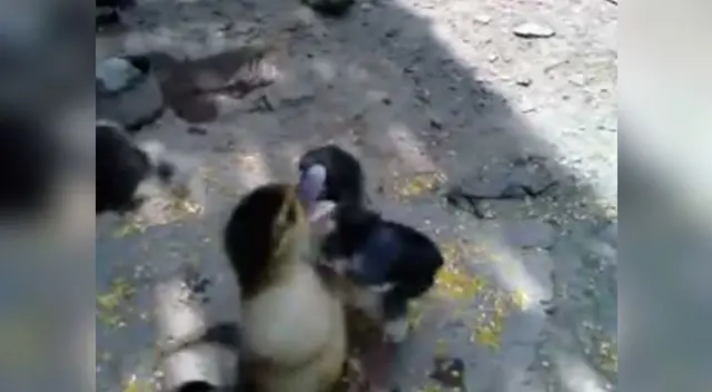 Pollitos y patitos se enfrentan por este increíble motivo Pollitos y patitos se enfrentan por este increíble motivo