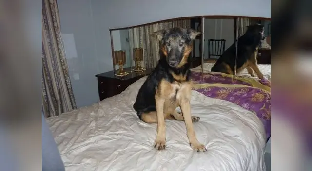 Los perros pueden ayudar a sus dueños a relajarse Los perros pueden ayudar a sus dueños a relajarse