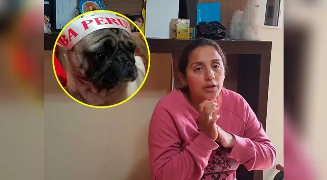 Delincuentes ingresan a robar una vivienda y se llevan hasta a la mascota