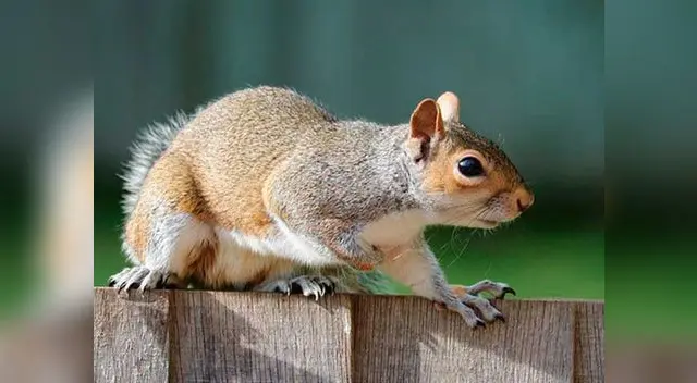 Mujer entrenó a un ejercito de ardillas para atacar a su expareja 