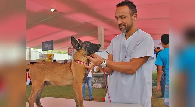 El veterinario es el único que decide la mejor terapia El veterinario es el único que decide la mejor terapia