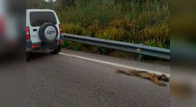 Terrible maltrato animal ocurrió en España