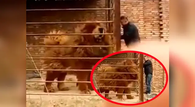 Enorme perro se vuelve viral en Facebook Enorme perro se vuelve viral en Facebook