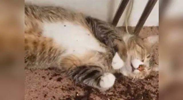 Uno de los gatos terminó dormido Uno de los gatos terminó dormido