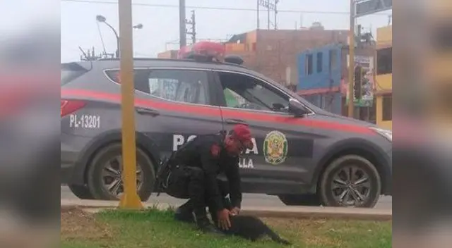 Policía ayuda a perro atropellado Policía ayuda a perro atropellado