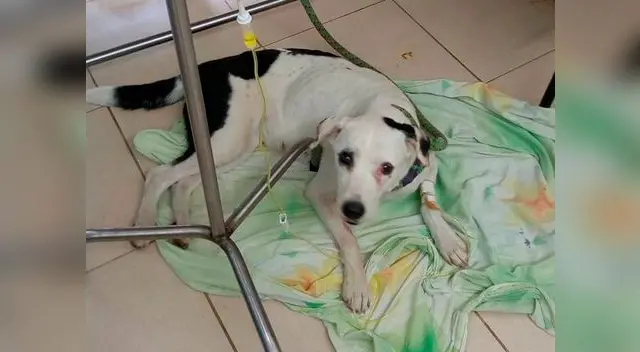 Perrita esperó por días a sus dueños, pero estos nunca llegaron