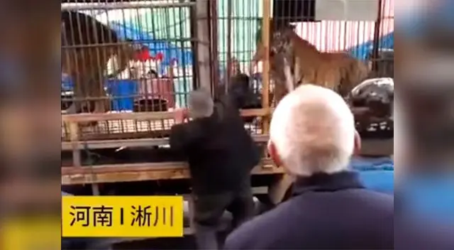 Así fue el ataca de un tigre a un anciano que le daba de comer Así fue el ataca de un tigre a un anciano que le daba de comer